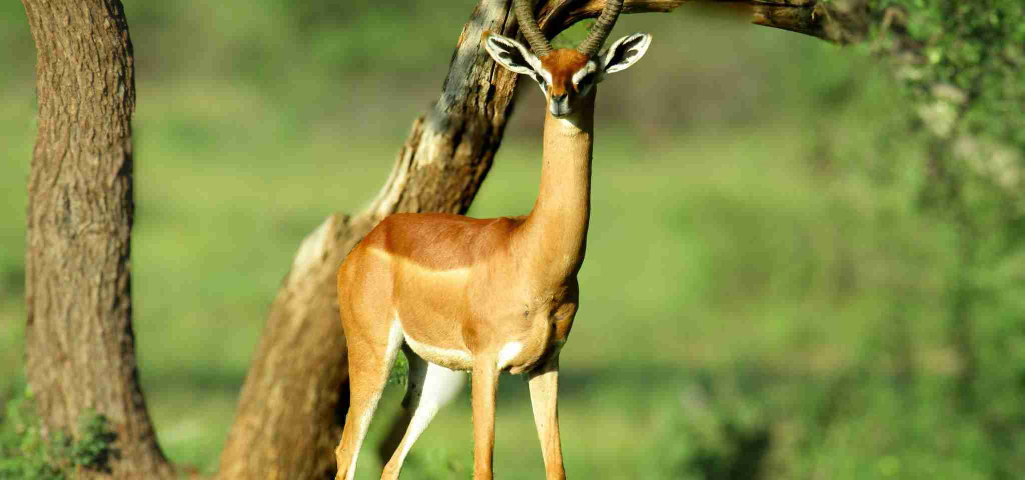 Gerenuk (Litocranius walleri)