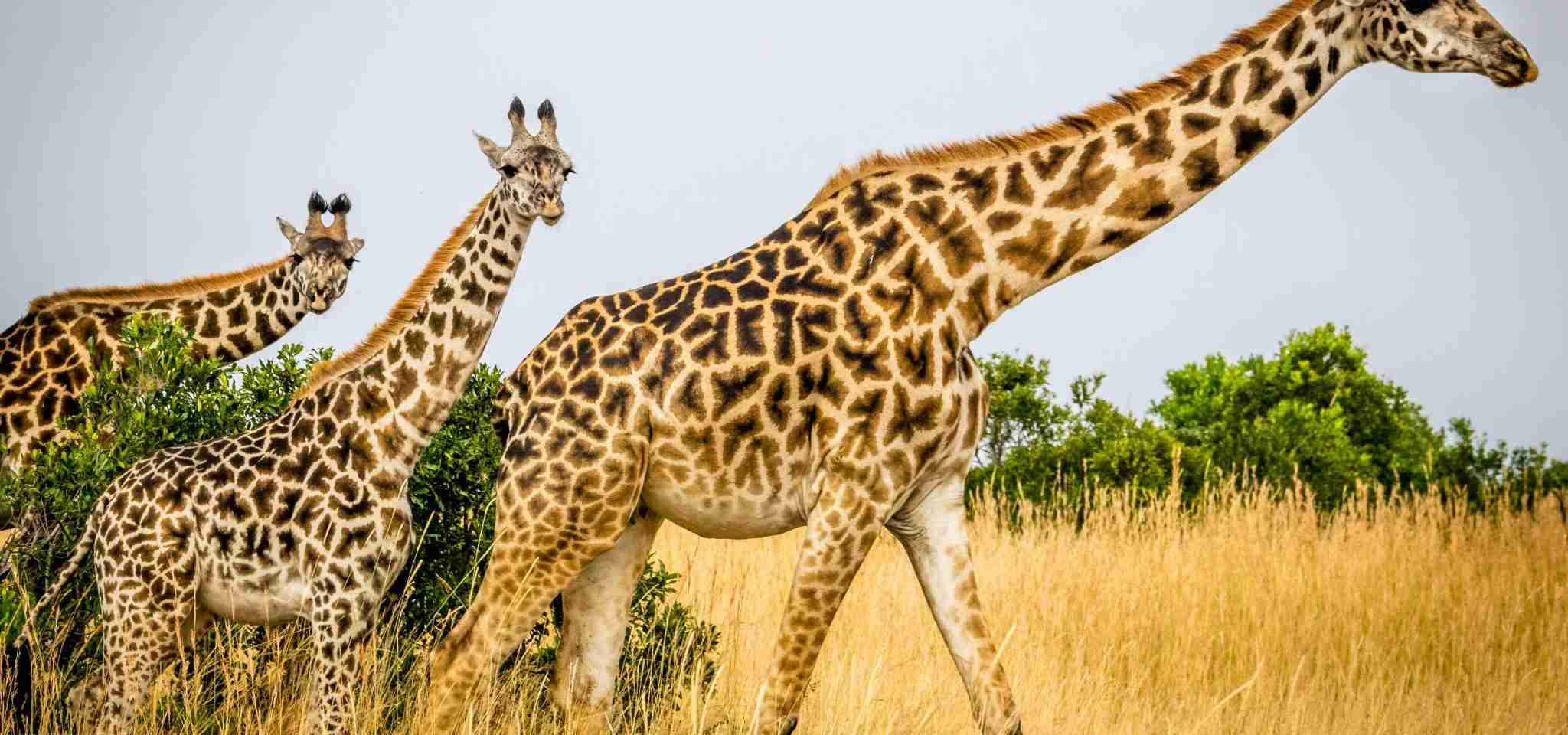 3 giraffes