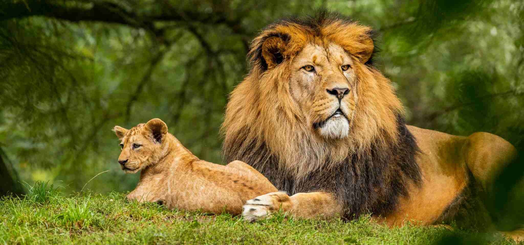 lion and his cub
