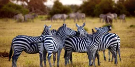 Zebra in Ngorongoro